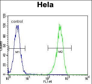 FC - ENOA Antibody (N-term) AP2879a